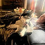 dog, husky, person, couch, indoor, relaxing, sunlight, blanket, furniture, window, table, water_bottle, cup, pet, resting, living_room, comfort, home, portrait, leisure
