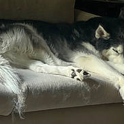 Kaleesi is registered to the contest to win money with this photo: animal, black_and_white, canine, couch, cozy, dog, domestic, fur, furniture, husky, indoor, laying_down, long_hair, mammal, paw, pet, quiet, relaxing, resting, sleeping