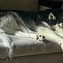 animal, black_and_white, canine, couch, cozy, dog, domestic, fur, furniture, husky, indoor, laying_down, long_hair, mammal, paw, pet, quiet, relaxing, resting, sleeping