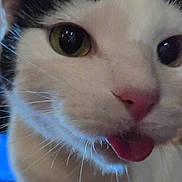 Rachel is registered to the contest to win money with this photo: animal, black_fur, cat, close_up, facial_expression, feline, fluffy, funny, goofy, green_eyes, indoor, licking, pet, photography, pink_nose, portrait, tongue, whiskers, white_fur, wide_eyes