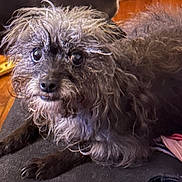 Elsa joined the competition — help win amazing prizes! animal, brown_fur, canine, close_up, companion, curly_fur, cute, dog, eyes, fur, furry, indoor, looking, lying_down, nose, paw, pet, portrait, resting, scruffy