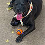animal, black_dog, butterflies, canine, closeup, companion, cute, dog, floor, happy, indoor, mammal, orange_ball, pet, playful, portrait, resting, scarf, tongue_out, toy