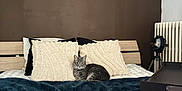 Théodore participe au concours pour gagner de l'argent avec cette photo : cat, bed, pillow, blanket, furniture, indoor, tabby_cat, striped_cat, cozy, plush, wooden_headboard, radiator, tripod, tray_table, brown_wall, cream_pillow, navy_blanket, resting_cat, pet, relaxation