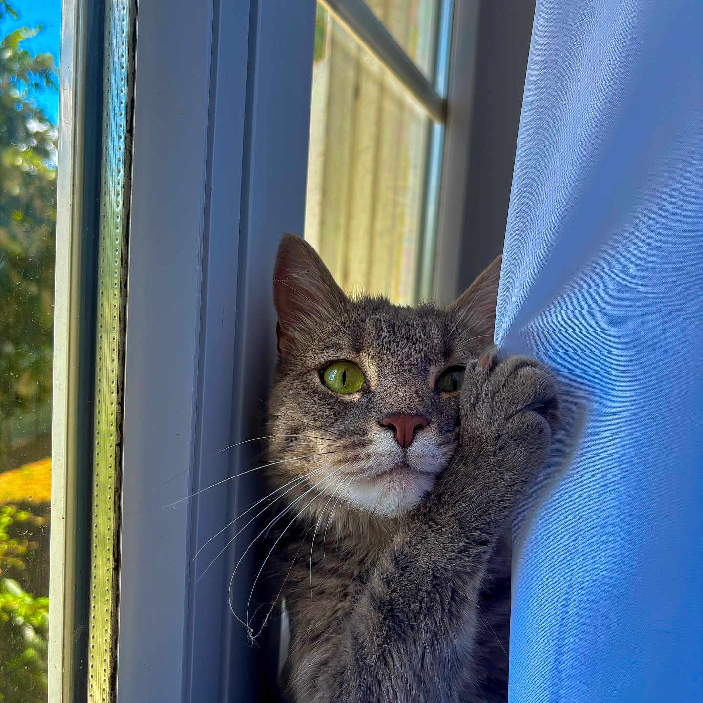 Théodore participe au concours pour gagner de l'argent avec cette photo : animal, cat, closeup, curious, curtain, daylight, feline, gray_cat, green_eyes, houseplant_reflection, indoor, nature_outside, paw, pet, quiet_moment, soft_light, sunlight, tabby, whiskers, window