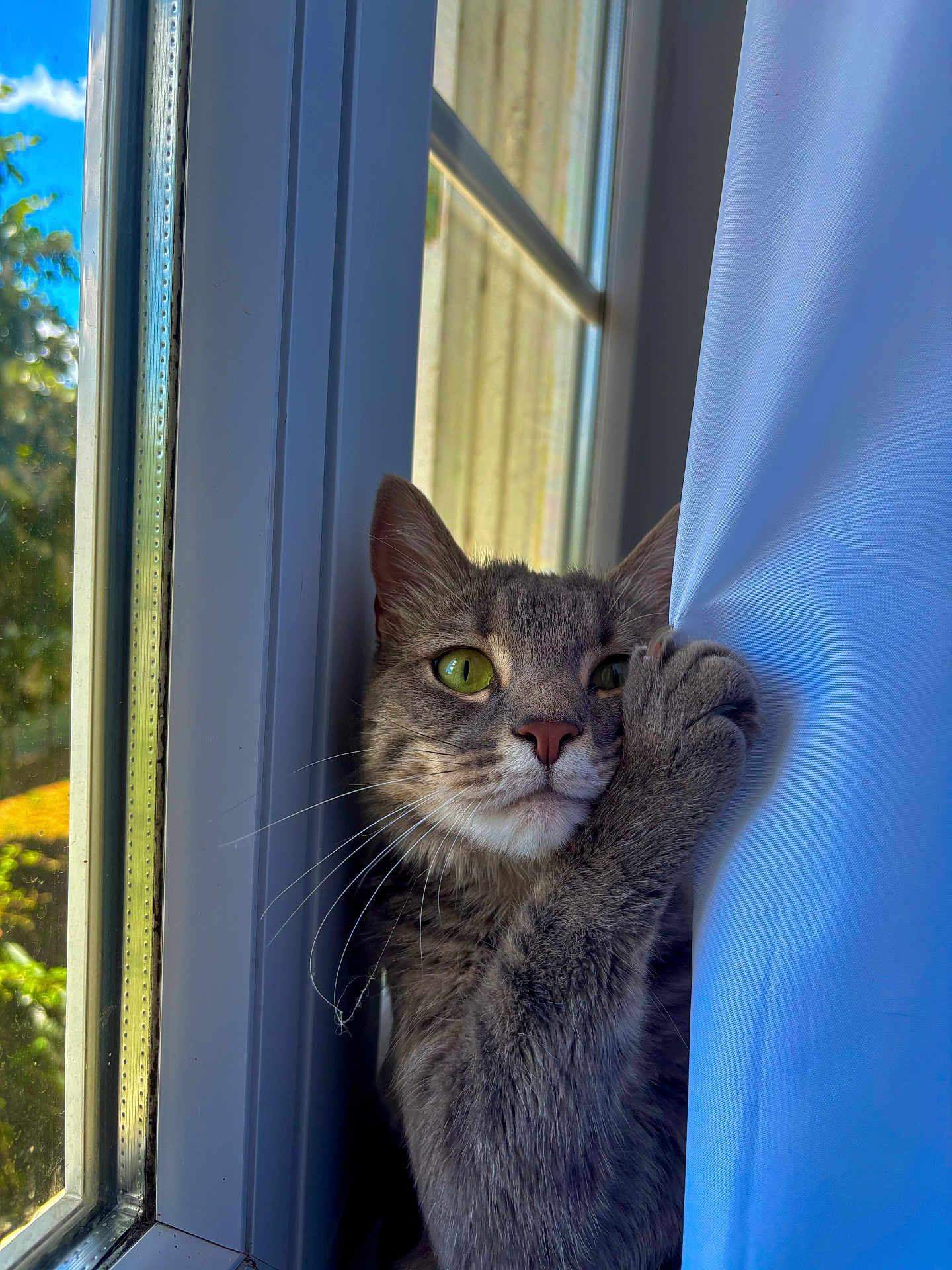 Théodore participe au concours pour gagner de l'argent avec cette photo : cat, gray_cat, tabby, window, curtain, paw, green_eyes, whiskers, sunlight, indoor, pet, animal, feline, closeup, curious, nature_outside, daylight, soft_light, houseplant_reflection, quiet_moment