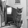 Théodore a rejoint le concours — aidez-le/la à gagner de superbes lots ! cat, tabby, indoor, vase, dried_plants, television, wooden_cabinet, black_and_white, framed_picture, window, decor, furniture, pet, curious, sitting, home, living_room, reflection, animal, portrait