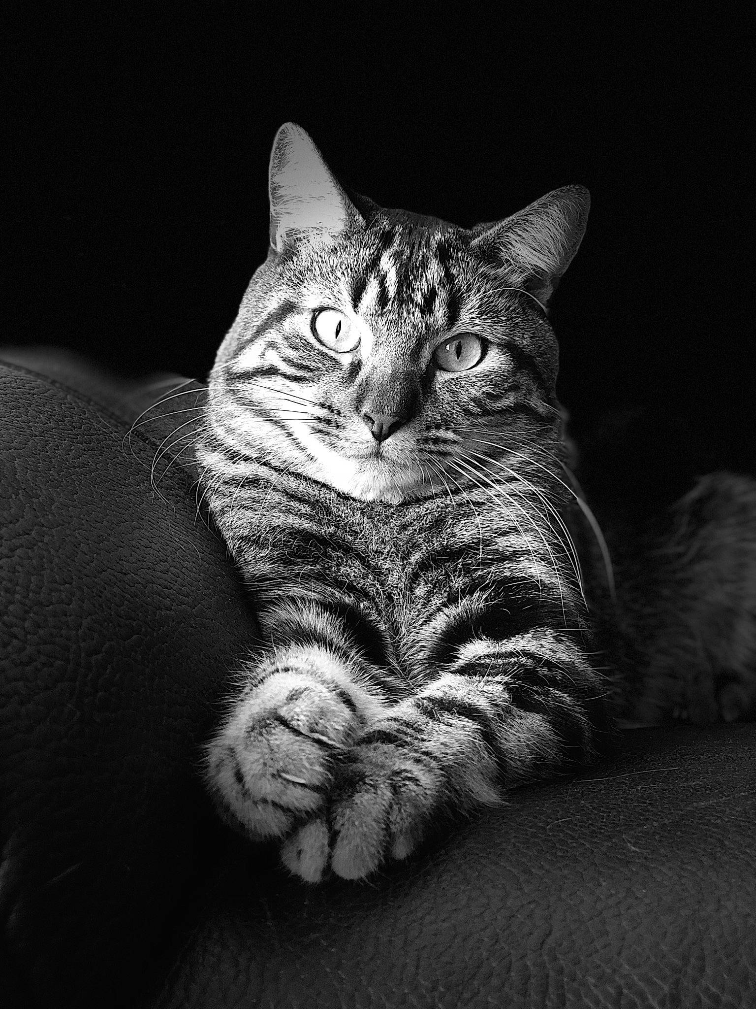 Miou participe au concours pour gagner de l'argent avec cette photo : asian, black, black_and_white, california_spangled, carnivore, cat, domestic_short_haired_cat, egyptian_mau, european_shorthair, eye, felidae, fur, monochrome, monochrome_photography, ocicat, small_to_medium_sized_cats, snout, tabby_cat, whiskers, white
