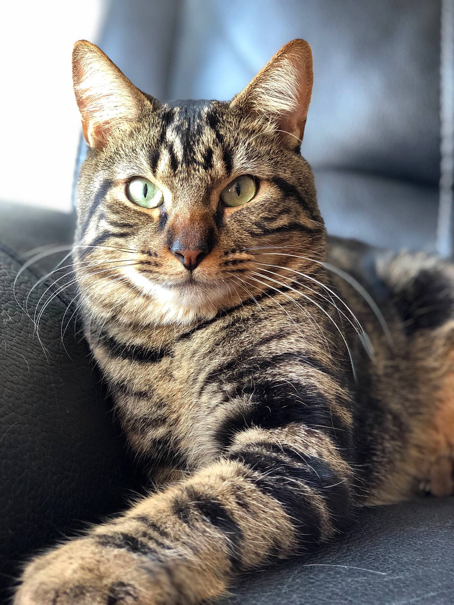 Miou participe au concours pour gagner de l'argent avec cette photo : american_shorthair, american_wirehair, asian, australian_mist, california_spangled, carnivore, cat, domestic_short_haired_cat, dragon_li, egyptian_mau, european_shorthair, felidae, mammal, ocicat, pixie_bob, small_to_medium_sized_cats, tabby_cat, toyger, vertebrate, whiskers