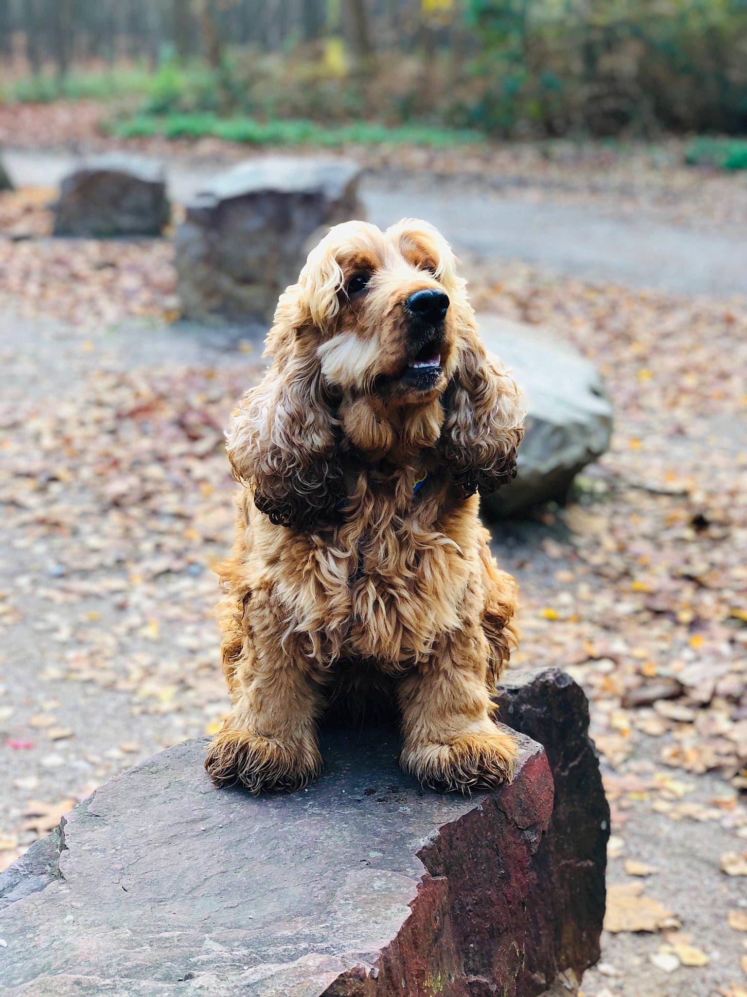 Lisou a rejoint le concours — aidez-le/la à gagner de superbes lots ! american_cocker_spaniel, canidae, carnivore, cocker_spaniel, companion_dog, dog, dog_breed, english_cocker_spaniel, fawn, mammal, rare_breed_dog, snout, spaniel, sporting_group, sussex_spaniel, vertebrate