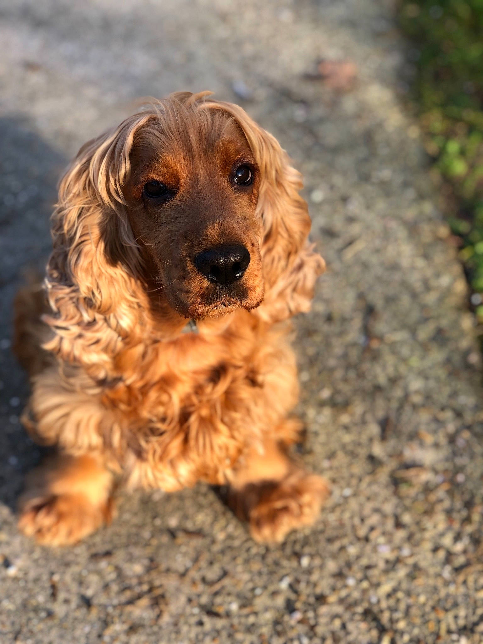 Lisou participe au concours pour gagner de l'argent avec cette photo : american_cocker_spaniel, basset_fauve_de_bretagne, canidae, carnivore, cocker_spaniel, companion_dog, dog, dog_breed, english_cocker_spaniel, fawn, field_spaniel, german_spaniel, mammal, rare_breed_dog, russian_spaniel, snout, spaniel, sporting_group, sussex_spaniel, vertebrate