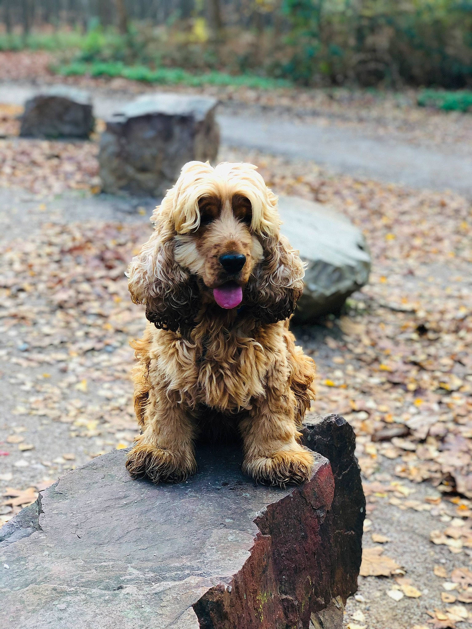Lisou participe au concours pour gagner de l'argent avec cette photo : american_cocker_spaniel, basset_fauve_de_bretagne, canidae, carnivore, cocker_spaniel, companion_dog, dog, dog_breed, english_cocker_spaniel, fawn, german_spaniel, mammal, rare_breed_dog, spaniel, sporting_group, sussex_spaniel, vertebrate