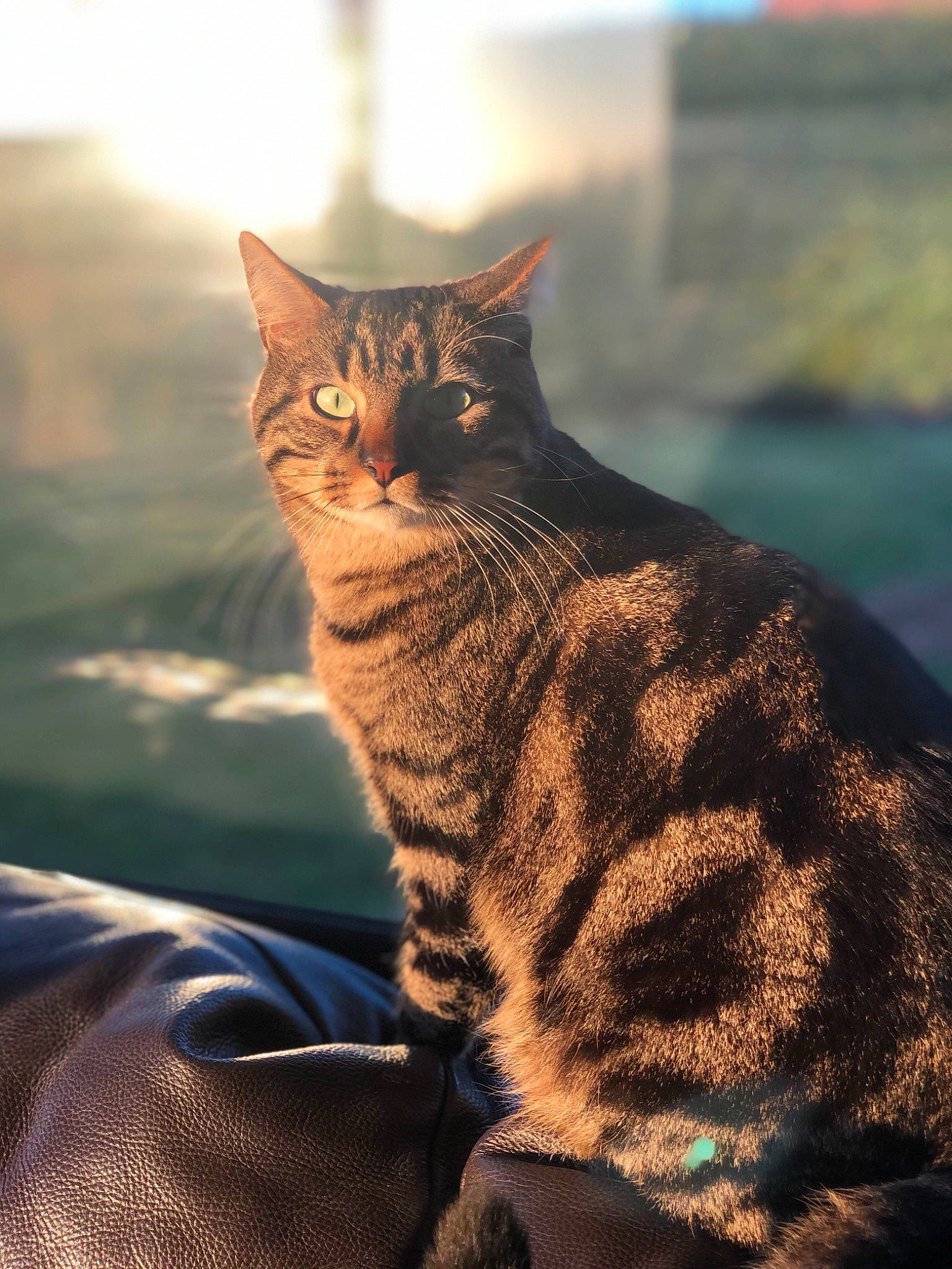 Miou participe au concours pour gagner de l'argent avec cette photo : carnivore, cat, domestic_short_haired_cat, evening, eye, fawn, felidae, fur, grass, paw, sand, sitting, sky, small_to_medium_sized_cats, snout, tail, terrestrial_animal, whiskers, wilderness, wildlife