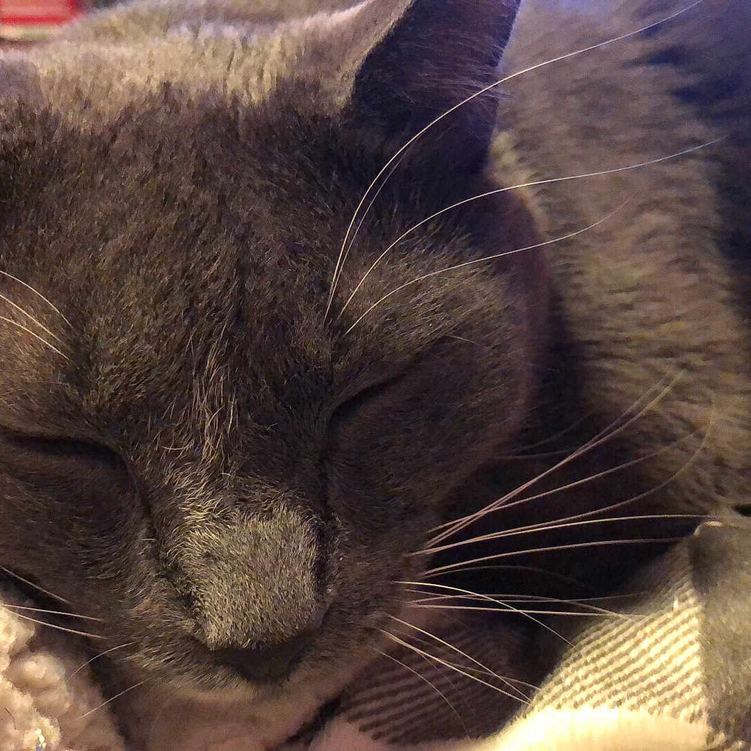 Doyle is registered to the contest to win money with this photo: cat, cat_like_mammal, claw, close_up, domestic_short_haired_cat, eye, fauna, fur, nose, small_to_medium_sized_cats, snout, whiskers