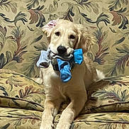 Xander joined the competition — help win amazing prizes! dog, golden_retriever, puppy, couch, floral_pattern, indoor, pet, animal, socks, mouth, laying_down, fur, ears, collar, cute, household, living_room, domestic, playful, resting