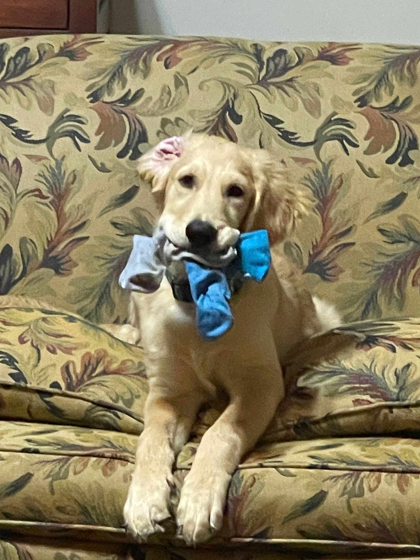 Xander joined the competition — help win amazing prizes! dog, golden_retriever, puppy, couch, floral_pattern, indoor, pet, animal, socks, mouth, laying_down, fur, ears, collar, cute, household, living_room, domestic, playful, resting