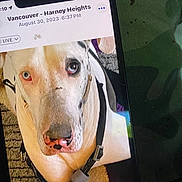 Emma is registered to the contest to win money with this photo: dog, smartphone, screen, close_up, face, harness, white_dog, brown_markings, text, carpet, fabric, green, camouflage, stains, animal, pet, indoor, technology, photo_display, resting