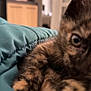 Simba participe au concours pour gagner de l'argent avec cette photo : kitten, cat, fur, close_up, teal, fabric, bed, cozy, blur, indoor, animal, pet, sleepy, soft, cute, young, feline, warm, resting, domestic