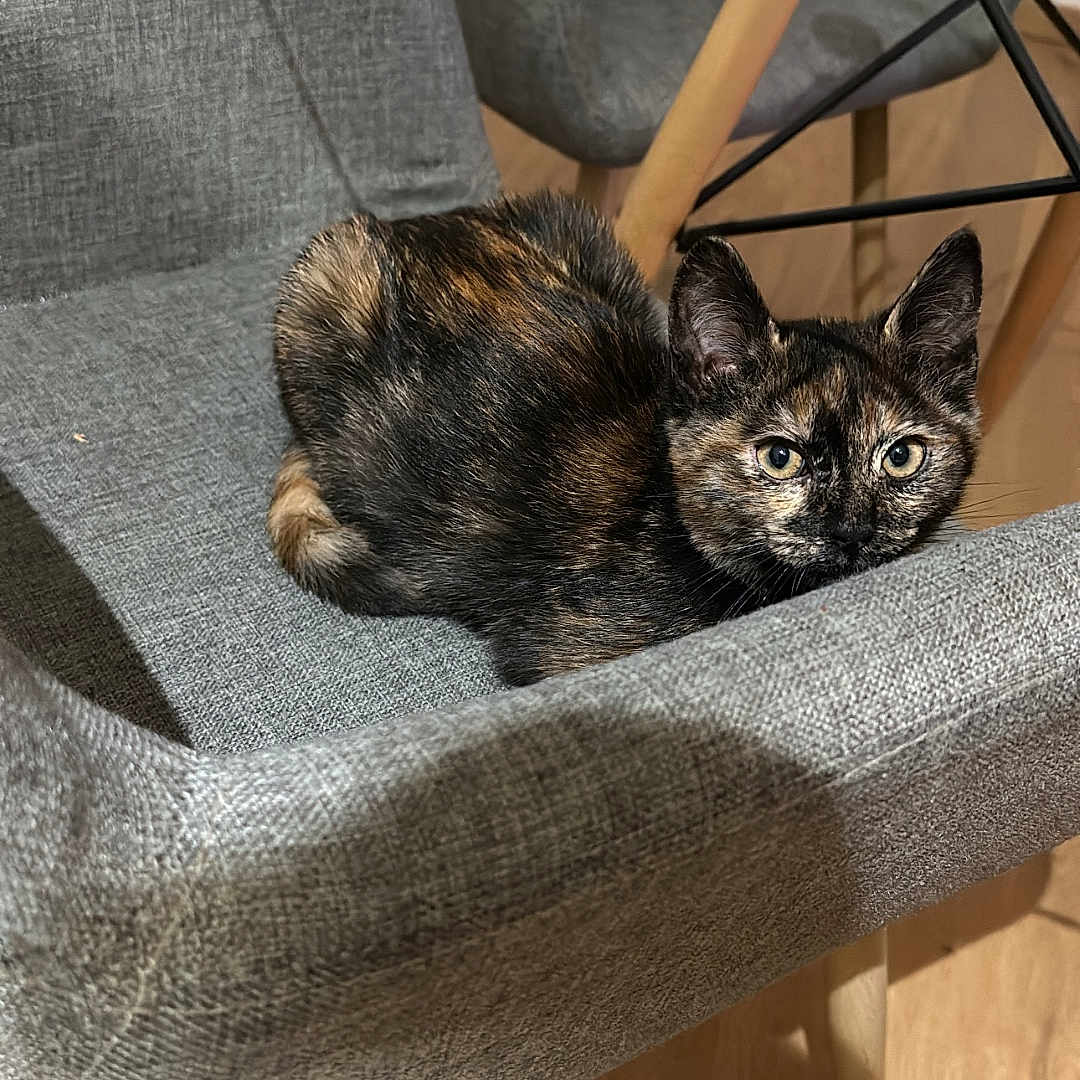 Simba a rejoint le concours — aidez-le/la à gagner de superbes lots ! animal, cat, chair, cozy, cute, domestic, ears, eyes, fur, furniture, glass_table, indoor, looking, modern, pet, relaxed, resting, small, tortoiseshell_cat, wooden_floor