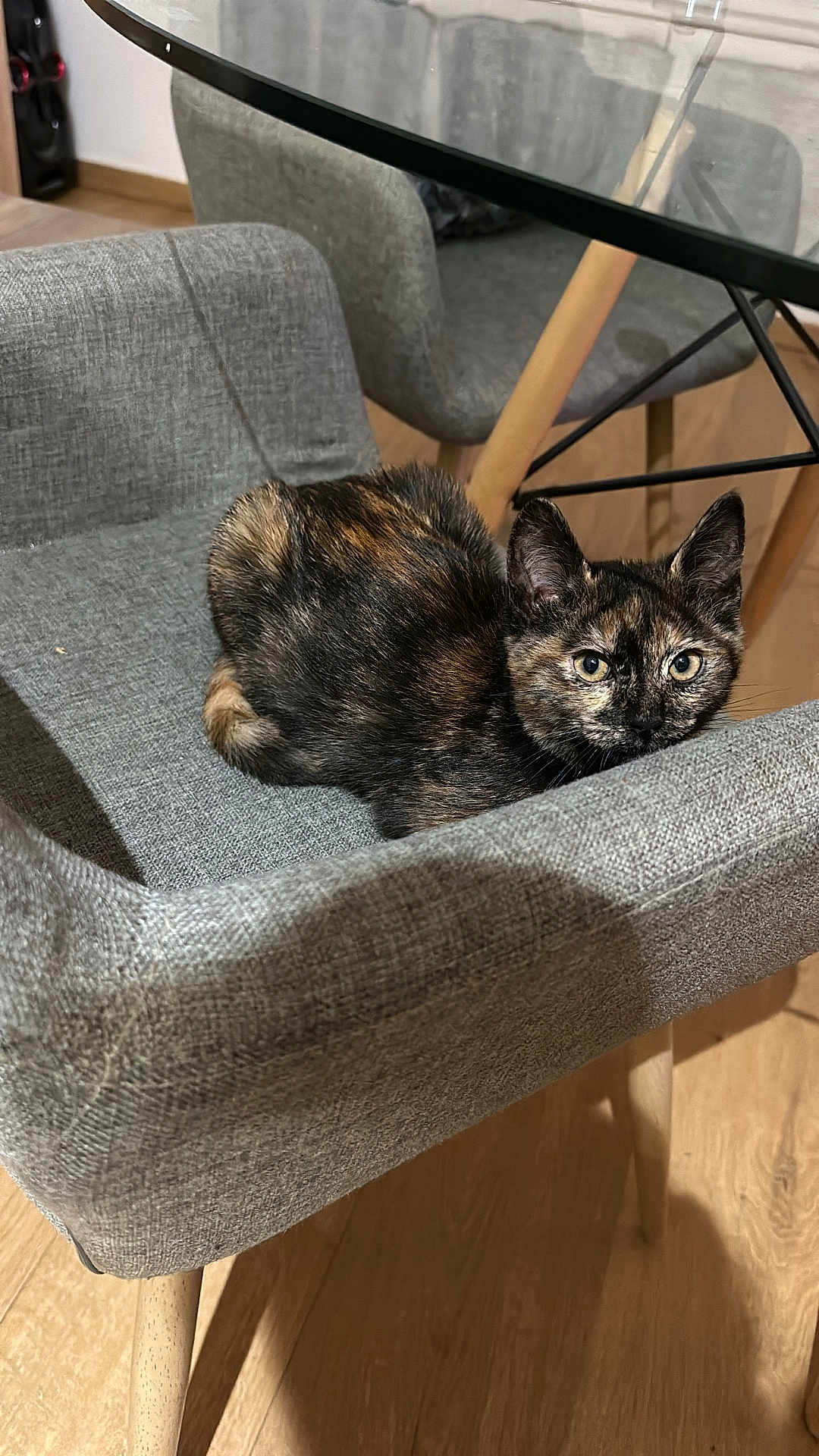 Simba a rejoint le concours — aidez-le/la à gagner de superbes lots ! cat, tortoiseshell_cat, chair, furniture, indoor, pet, animal, wooden_floor, glass_table, modern, cozy, relaxed, looking, domestic, cute, resting, small, ears, fur, eyes
