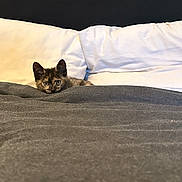 Simba a rejoint le concours — aidez-le/la à gagner de superbes lots ! kitten, cat, bed, blanket, pillow, tortoiseshell, pet, animal, cute, fur, indoor, resting, cozy, feline, looking, eyes, small, young, domestic, cute_pet