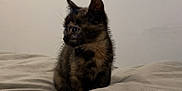 Simba a rejoint le concours — aidez-le/la à gagner de superbes lots ! kitten, cat, tortoiseshell, pet, animal, bed, bedding, indoor, fur, cute, small, young, whiskers, ears, sitting, curious, domestic, feline, soft, cozy