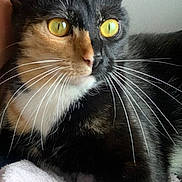 Spritz a rejoint le concours — aidez-le/la à gagner de superbes lots ! cat, calico, yellow_eyes, whiskers, close_up, pet, feline, indoor, soft_towel, black_fur, orange_fur, white_fur, face, human, cozy, relaxed, animal, portrait, domestic_cat, curious
