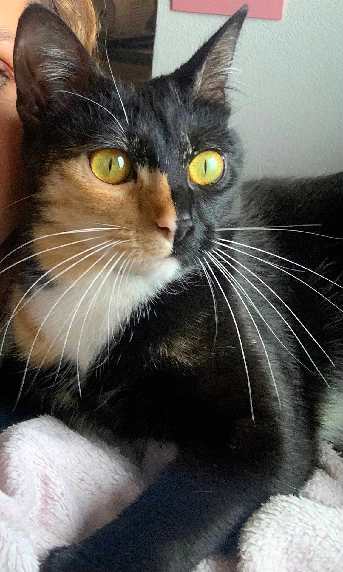 Spritz a rejoint le concours — aidez-le/la à gagner de superbes lots ! cat, calico, yellow_eyes, whiskers, close_up, pet, feline, indoor, soft_towel, black_fur, orange_fur, white_fur, face, human, cozy, relaxed, animal, portrait, domestic_cat, curious