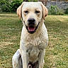 Viko participe au concours pour gagner de l'argent avec cette photo : animal, background, canine, dog, ears, fur, garden, grass, happy, labrador, nature, nose, outdoor, pet, sitting, smiling, tongue, tree, wet, yellow_labrador