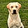 Viko