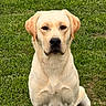 Viko a rejoint le concours — aidez-le/la à gagner de superbes lots ! animal, canine, companion, dog, domestic_animal, ears, eyes, face, friendly, fur, grass, labrador, mammal, nature, outdoor, pet, portrait, sitting, snout, yellow_labrador