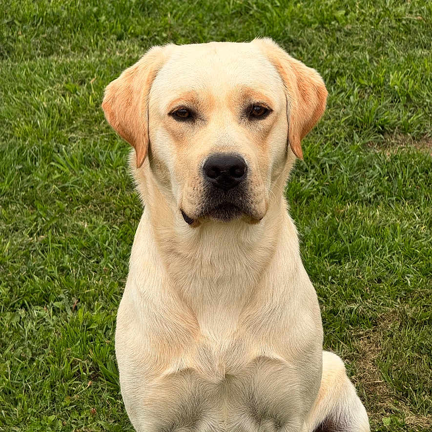 Viko