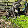 Blue participe au concours pour gagner de l'argent avec cette photo : dog, gray_dog, white_chest, sitting, green_plants, dirt, wooden_fence, vines, metal_pole, outdoor, sunlight, pet, animal, nature, garden, calm, daytime, fur, canine, backyard
