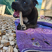 Blue a rejoint le concours — aidez-le/la à gagner de superbes lots ! dog, bone, blanket, outdoor, rocks, chewing, black_dog, pet, animal, playful, happy, close_up, daylight, nature, canine, fur, paws, snout, ears, relaxed