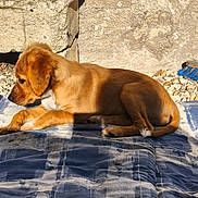 Aska a rejoint le concours — aidez-le/la à gagner de superbes lots ! puppy, dog, brown_dog, outdoor, blanket, sunlight, stone_wall, pebbles, resting, curious, young_dog, animal, pet, fur, side_view, relaxing, daylight, shadow, canine, nature