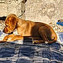 puppy, dog, brown_dog, outdoor, blanket, sunlight, stone_wall, pebbles, resting, curious, young_dog, animal, pet, fur, side_view, relaxing, daylight, shadow, canine, nature