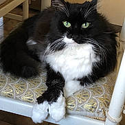 Blakos participe au concours pour gagner de l'argent avec cette photo : angora, animal, architecture, blackcat, building, cat, chair, couch, cushion, furniture, homedecor, indoors, kitten, livingroom, manx, person, pet, room, sleeping, wood