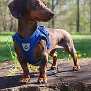 Kookie participe au concours pour gagner de l'argent avec cette photo : dachshund, dog, blue_harness, tree_stump, outdoor, park, grass, sunlight, pet, animal, canine, brown_dog, short_legs, nature, summer, daytime, forest, moss, standing, portrait
