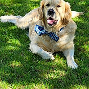 Rouquette a rejoint le concours — aidez-le/la à gagner de superbes lots ! dog, golden_retriever, bow_tie, grass, outdoor, sunlight, pet, canine, animal, tongue_out, relaxed, lying_down, summer, nature, greenery, friendly, portrait, cute, fluffy, happy