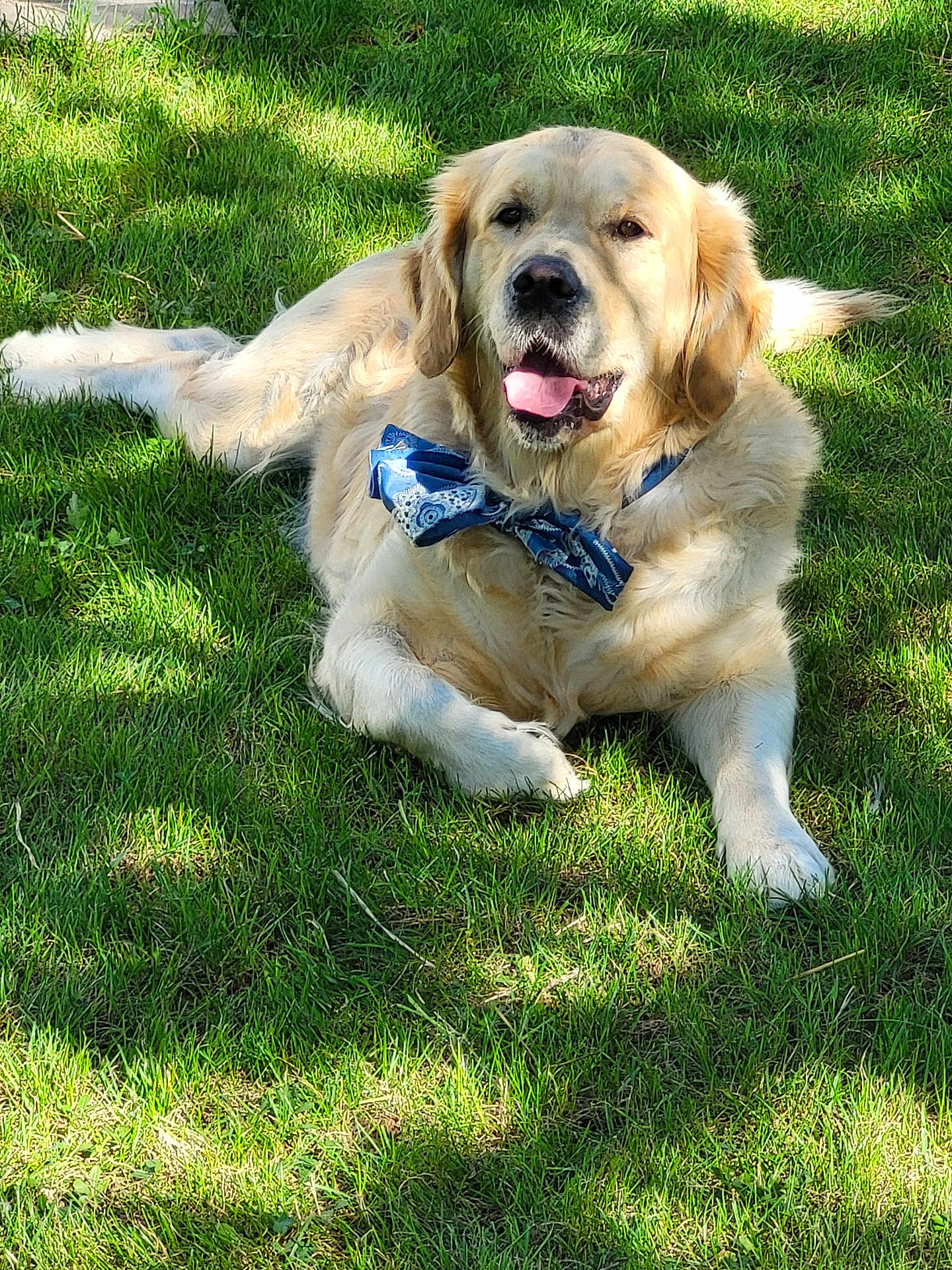 Rouquette a rejoint le concours — aidez-le/la à gagner de superbes lots ! dog, golden_retriever, bow_tie, grass, outdoor, sunlight, pet, canine, animal, tongue_out, relaxed, lying_down, summer, nature, greenery, friendly, portrait, cute, fluffy, happy
