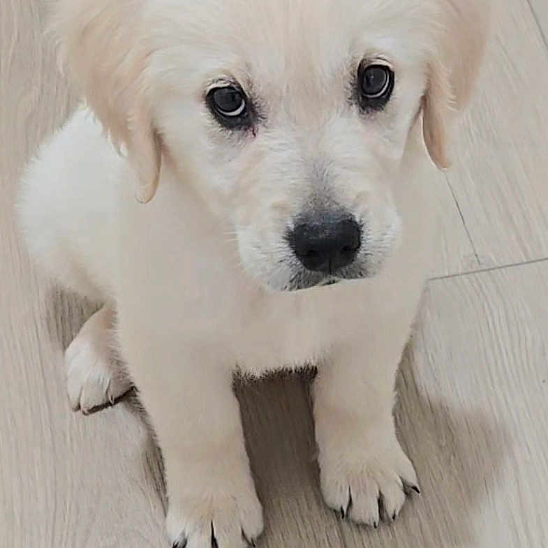 River joined the competition — help win amazing prizes! adorable, big_eyes, black_nose, cute, dog, fluffy, fur, indoor, light_colored, looking_up, paws, pet, portrait, puppy, shadow, single_subject, sitting, white_puppy, wood_floor, young