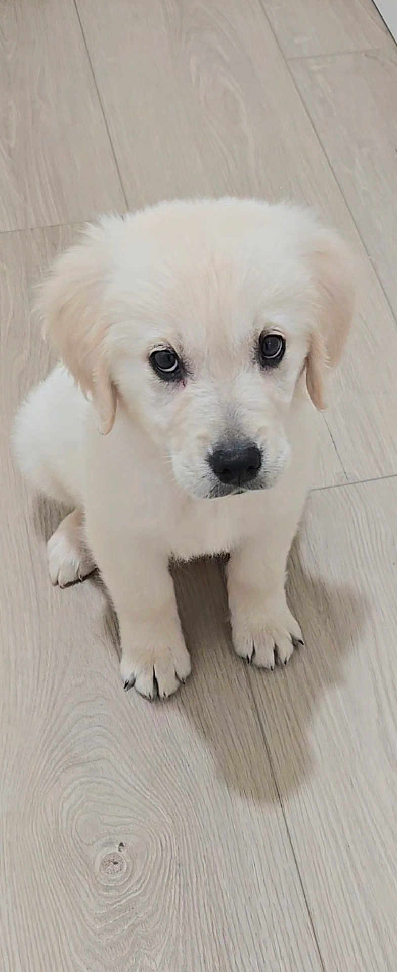 River joined the competition — help win amazing prizes! puppy, dog, white_puppy, pet, sitting, indoor, wood_floor, paws, cute, fluffy, young, adorable, looking_up, big_eyes, black_nose, fur, portrait, shadow, single_subject, light_colored