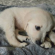 River is registered to the contest to win money with this photo: puppy, dog, white_puppy, white_fur, blanket, paws, nose, eyes, cute, pet, indoor, fur, chewing, stick, close_up, portrait, sleeping, soft_texture, cozy, blanket_texture