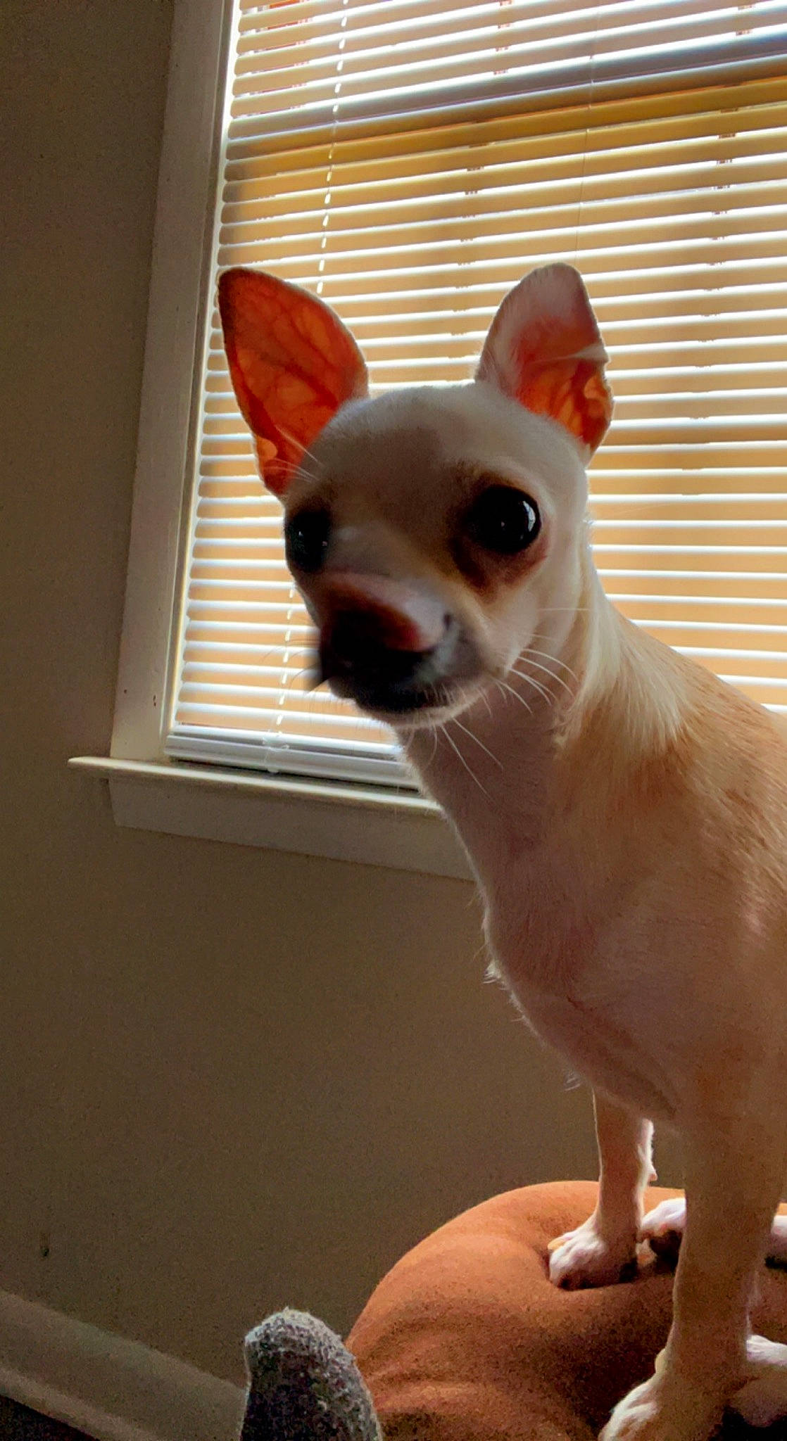 Selah is registered to the contest to win money with this photo: canidae, carmine, carnivore, cat, chihuahua, companion_dog, dog_breed, ear, fawn, felidae, fur, non_sporting_group, small_to_medium_sized_cats, snout, tail, terrestrial_animal, toy_dog, whiskers, window, window_blind