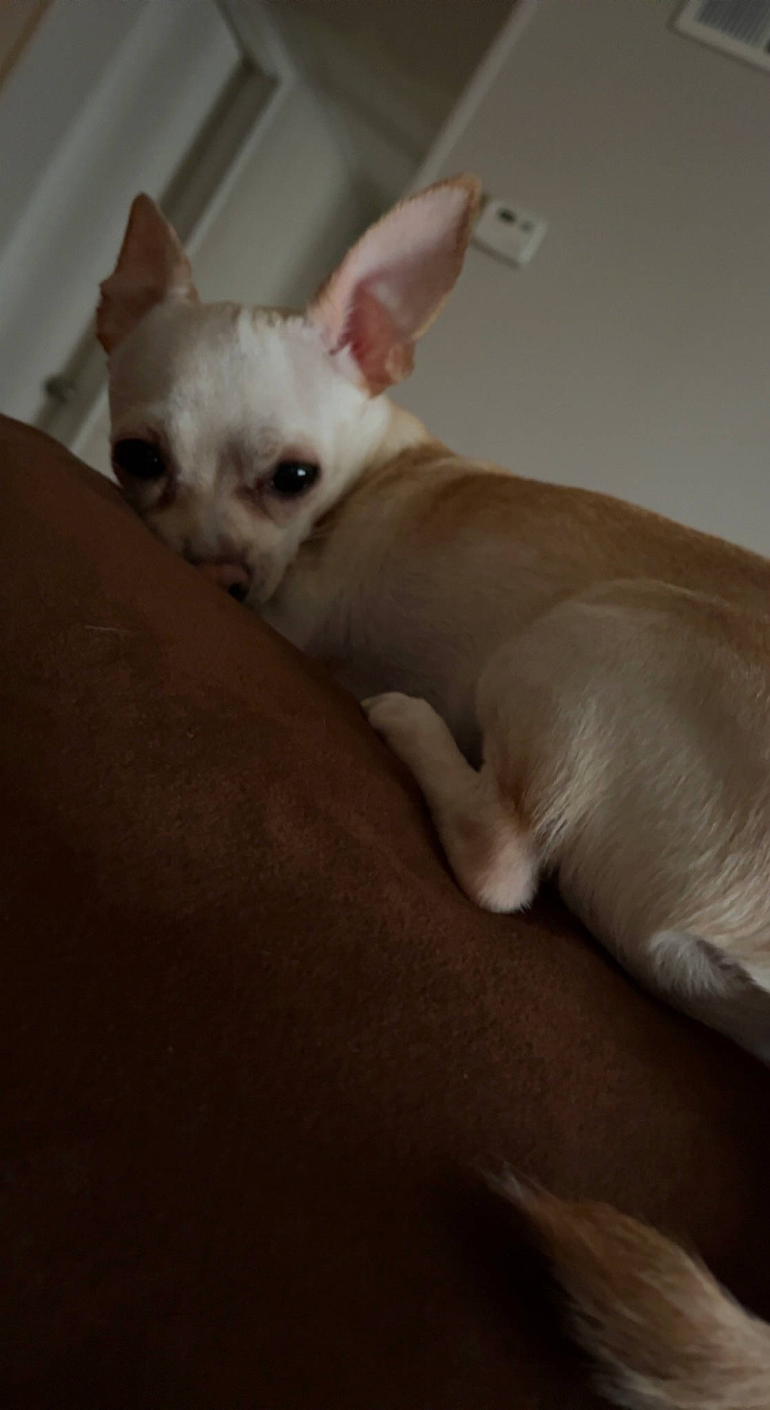 Selah joined the competition — help win amazing prizes! canidae, carnivore, comfort, companion_dog, dog, dog_breed, ear, fawn, fur, non_sporting_group, paw, snout, toy_dog, whiskers, working_animal