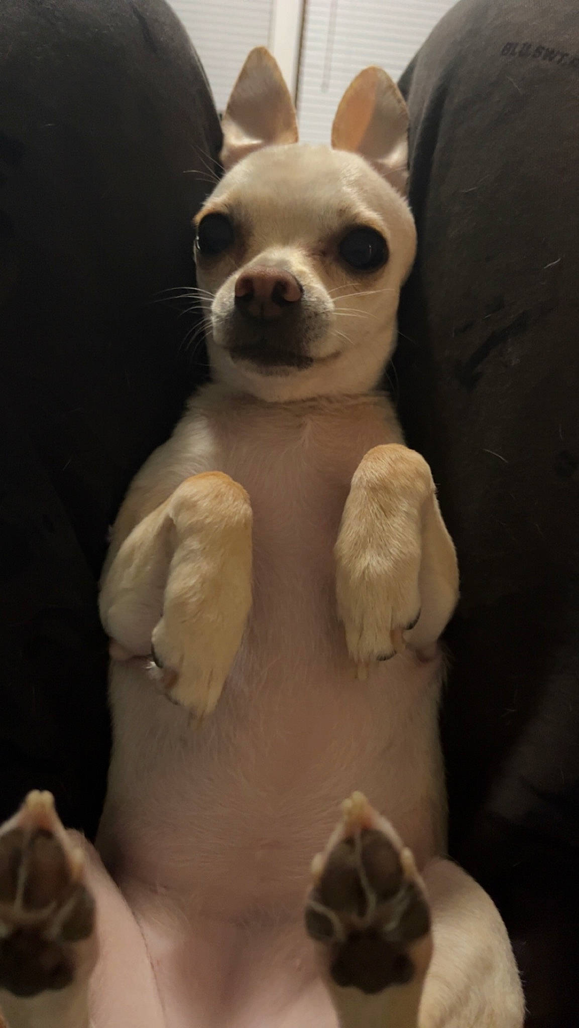 Selah is registered to the contest to win money with this photo: bone, canidae, carnivore, chihuahua, companion_dog, dog, dog_breed, dog_supply, ear, eye, fawn, fur, head, nose, snout, sporting_group, tail, toy_dog, whiskers, working_animal