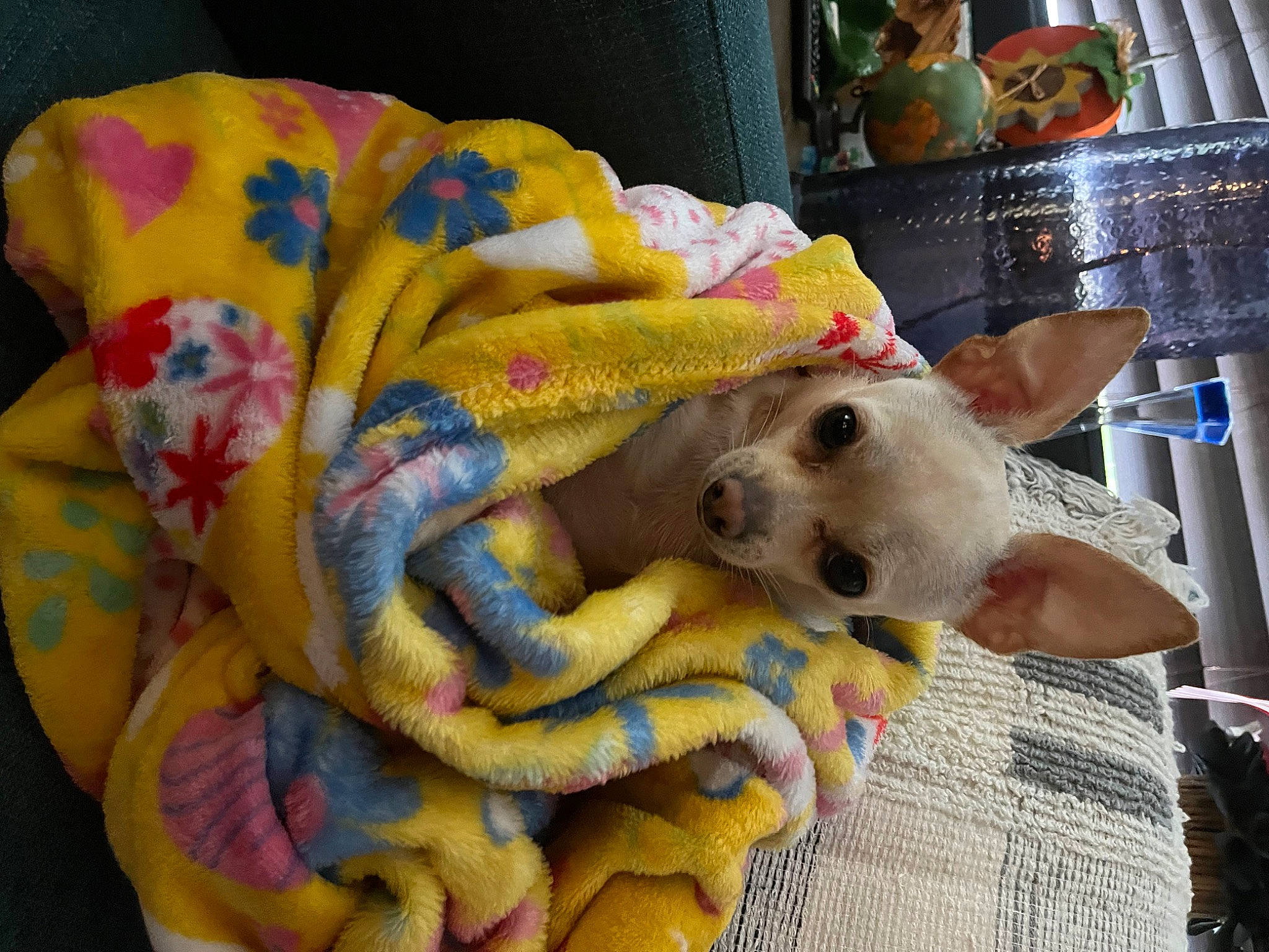 Selah joined the competition — help win amazing prizes! canidae, carnivore, comfort, companion_dog, dog, dog_breed, dog_supply, fashion_accessory, fawn, fur, linens, plush, room, scarf, stuffed_toy, thread, toy, wool, woolen, working_animal