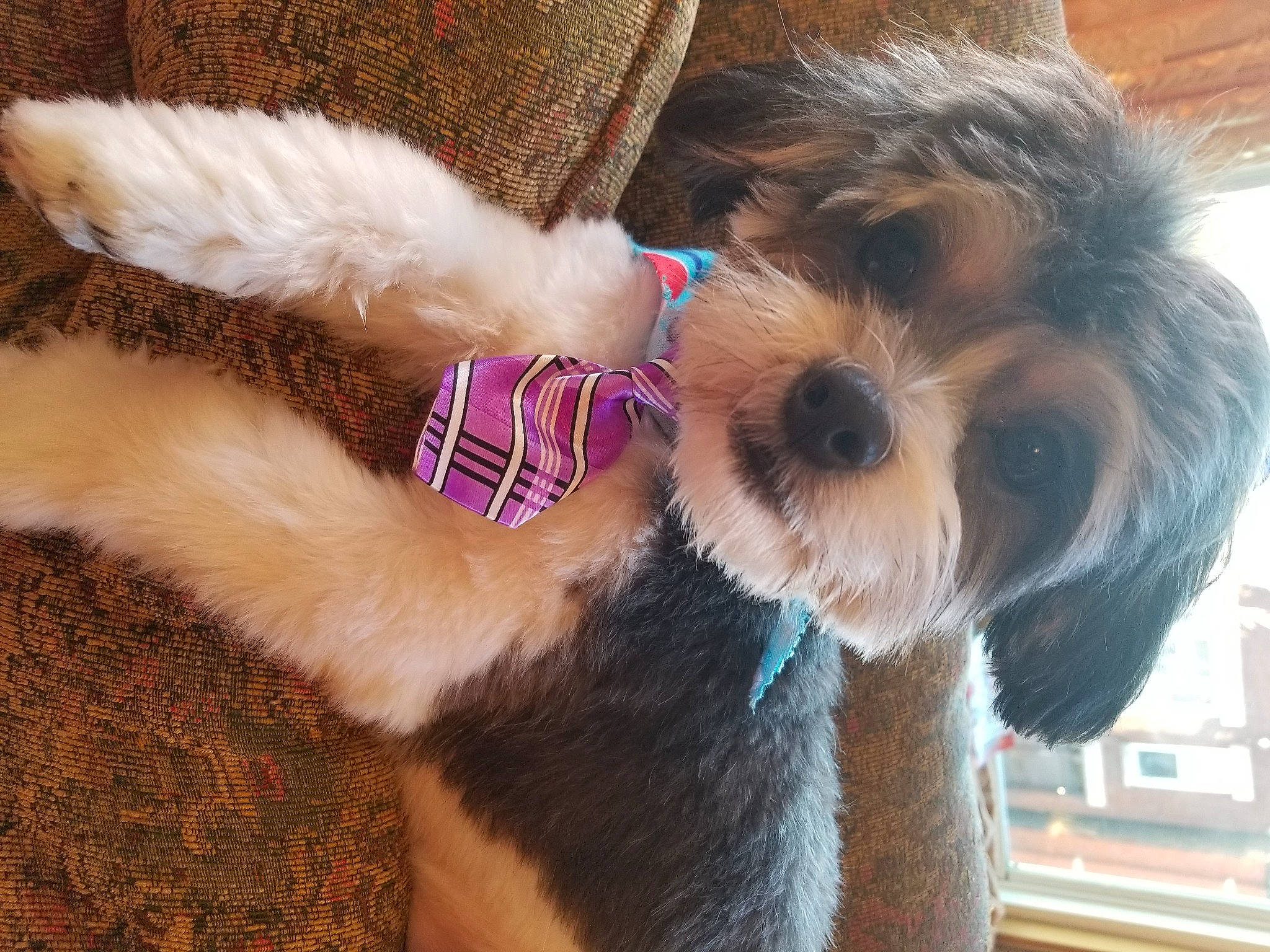 Akeenu is registered to the contest to win money with this photo: canidae, carnivore, collar, companion_dog, dog, dog_breed, dog_clothes, dog_collar, dog_supply, fawn, fur, hat, liver, pet_supply, small_terrier, snout, sporting_group, terrier, toy_dog, working_animal