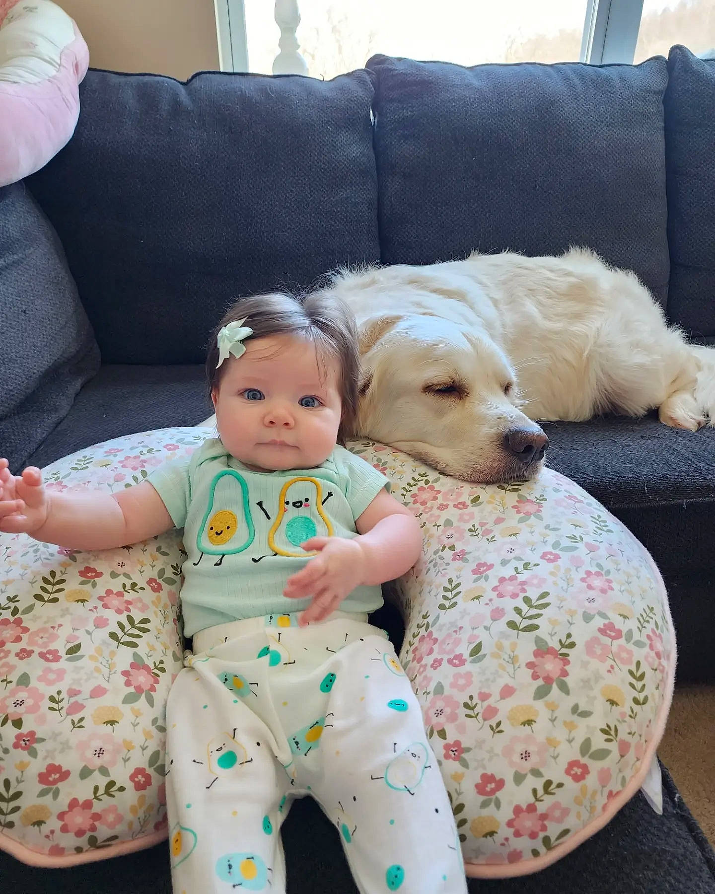 Ora joined the competition — help win amazing prizes! baby, baby_products, baby_toddler_clothing, carnivore, child, comfort, companion_dog, couch, dog, dog_breed, dog_supply, happy, linens, living_room, pillow, sitting, sporting_group, thigh, throw_pillow, toddler