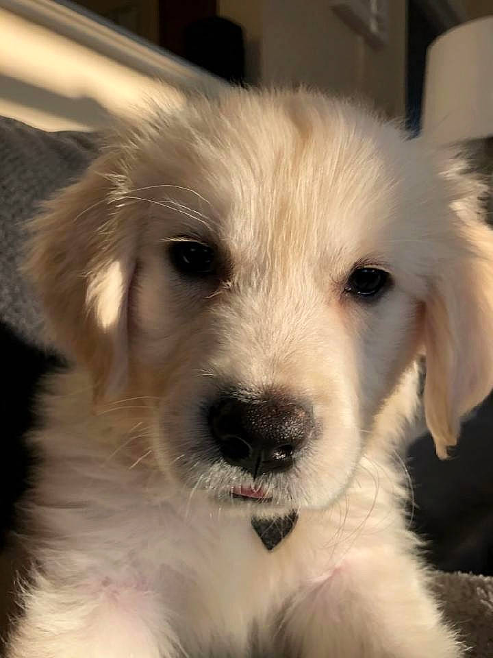 Ora joined the competition — help win amazing prizes! canidae, carnivore, companion_dog, dog, dog_breed, ear, fur, maltepoo, small_terrier, snout, sporting_group, terrestrial_animal, terrier, toy_dog, whiskers, working_animal