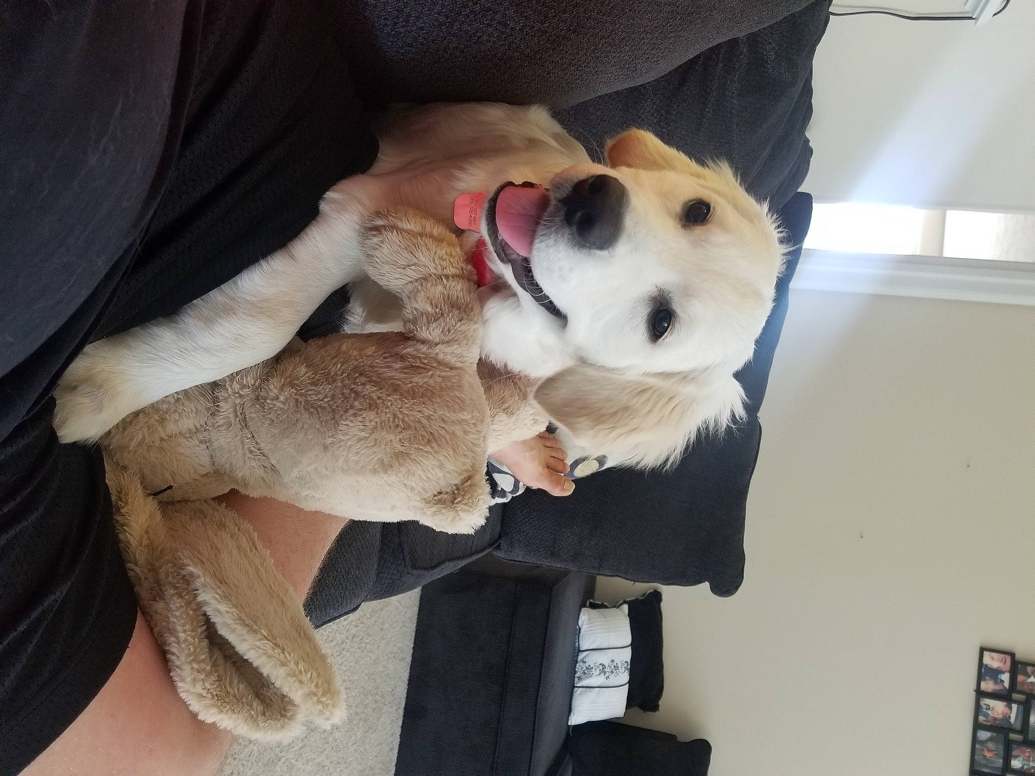 Ora joined the competition — help win amazing prizes! canidae, carnivore, collar, comfort, companion_dog, dog, dog_breed, dog_collar, dog_supply, fawn, fur, leash, paw, pet_supply, plush, snout, sporting_group, stuffed_toy, tail, working_animal